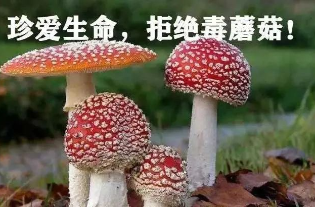 衡阳疾控提醒：野菌虽鲜美，食用需谨慎！