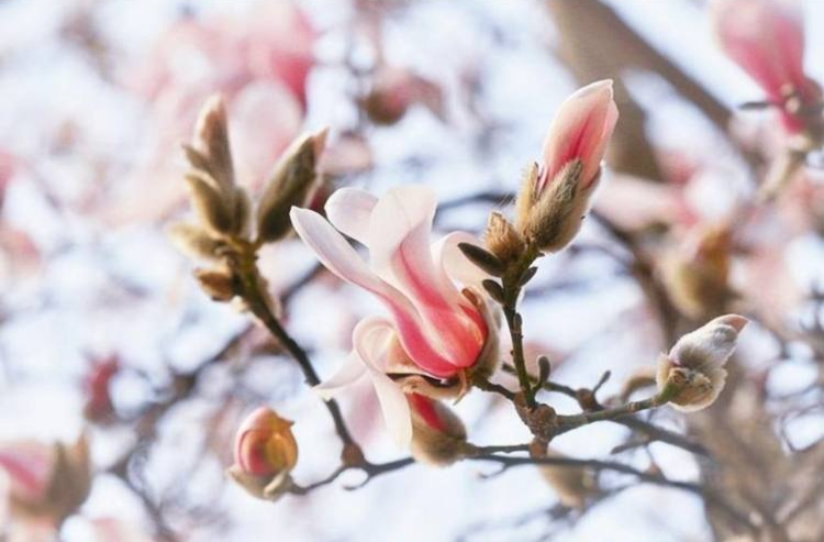 不养花、不碰花，为什么还会花粉过敏？