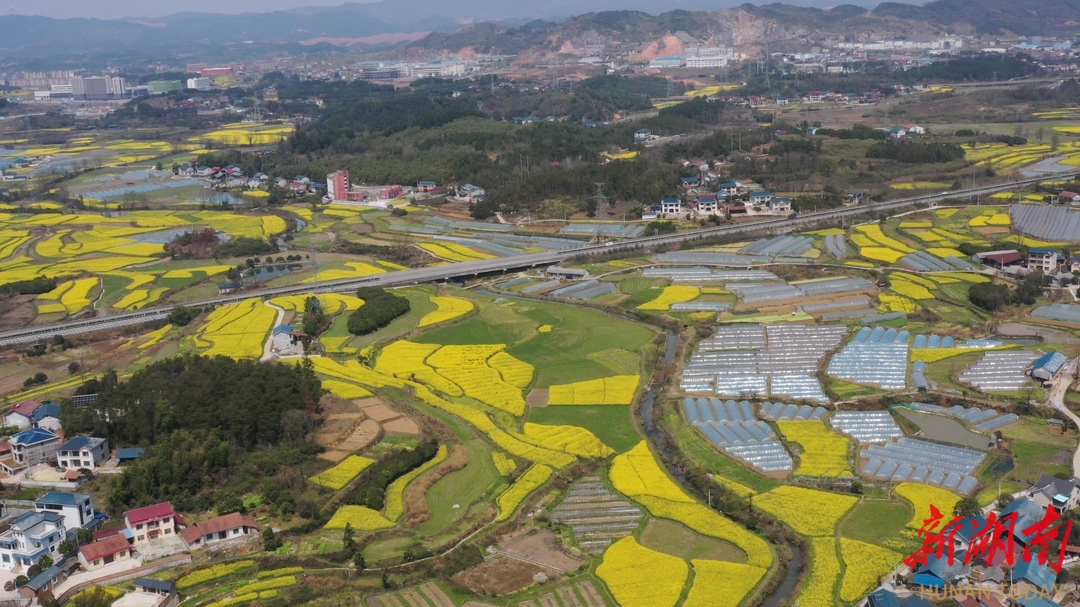 【福地怀化•浪漫季｜大美怀化】坨院街道阳塘村：油菜花海盛放 绘就春日浪漫画卷