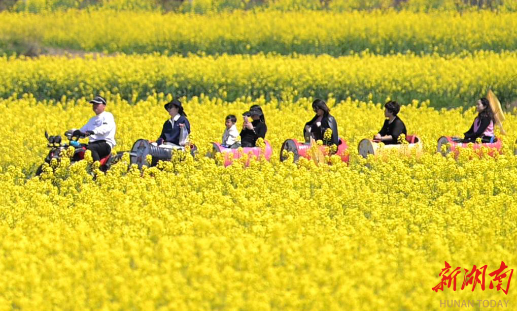 花田物语：春日的金色童话