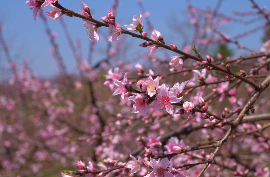 临武桃花盛宴等你来，共赴一场浪漫之约！