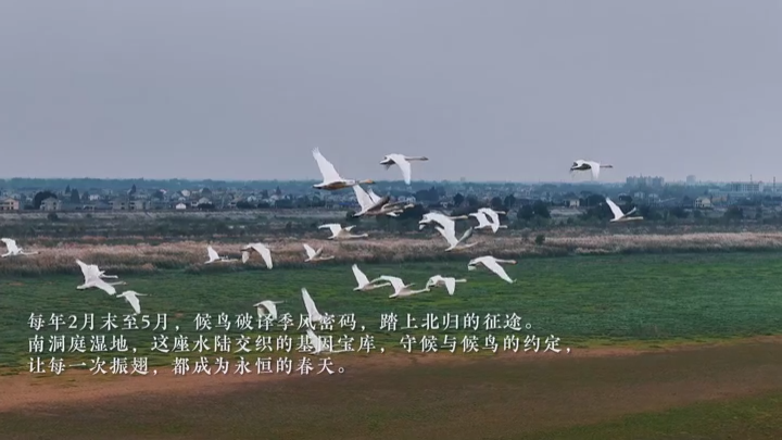 【洞庭风物志】湿地生物