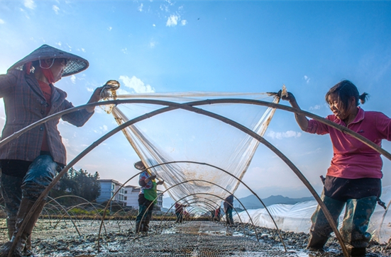 Farmers Busy Working at Fields Across Hunan During Chunfen