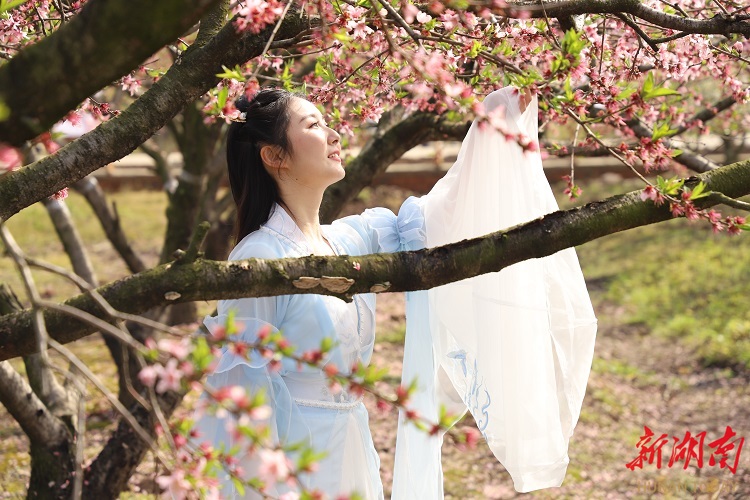 又是一年春光好，桃红梨白大通湖