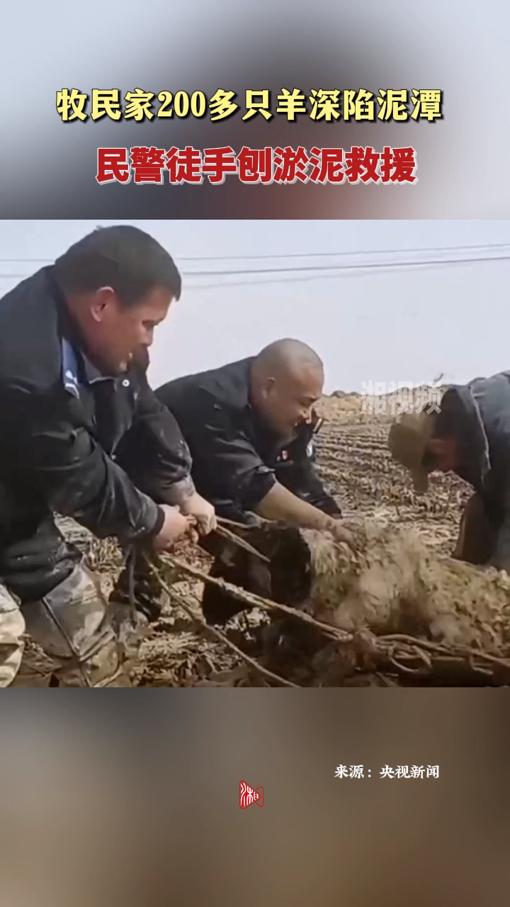 羊群深陷泥潭 民警徒手刨泥救援