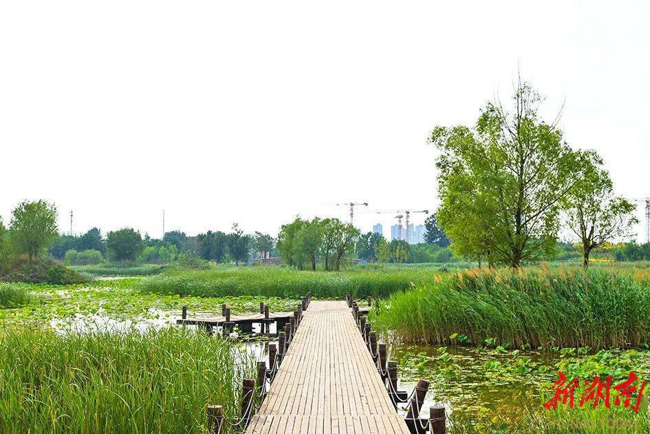 【沅澧文苑】故乡的五里洲