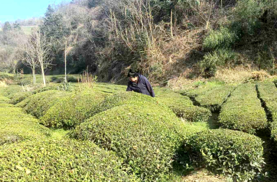 极速放款！石门农商银行助推湖南“大学生农创担”首单落地石门