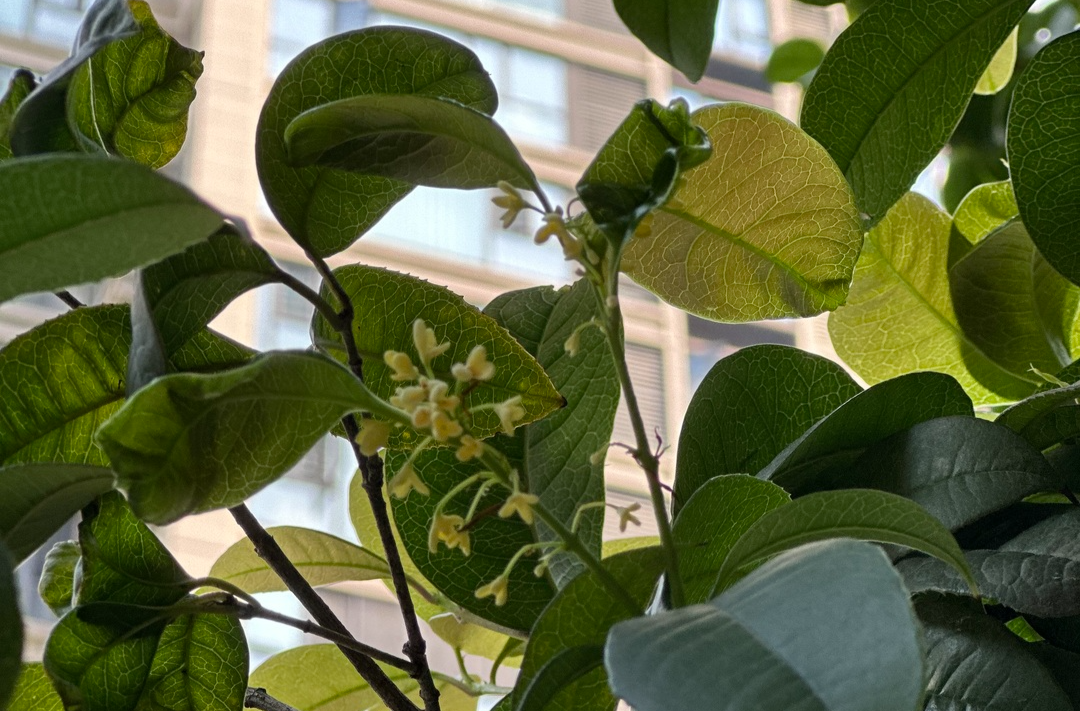 花朵里的“傻白甜”？长沙的天气把桂花“骗”开了