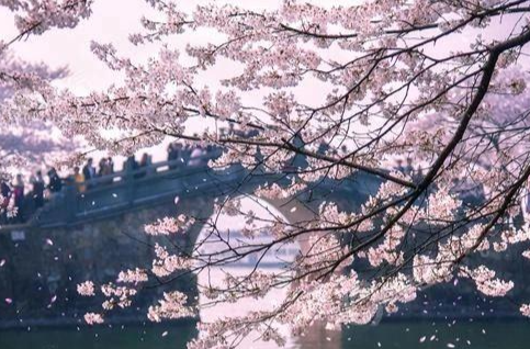 2025全国花式赏樱地图来了 十大胜地带你解锁春日赏花新玩法