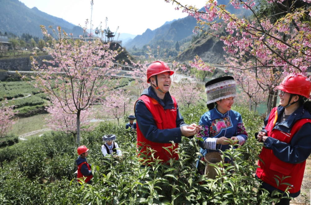 图片新闻 | 春茶飘香电护航