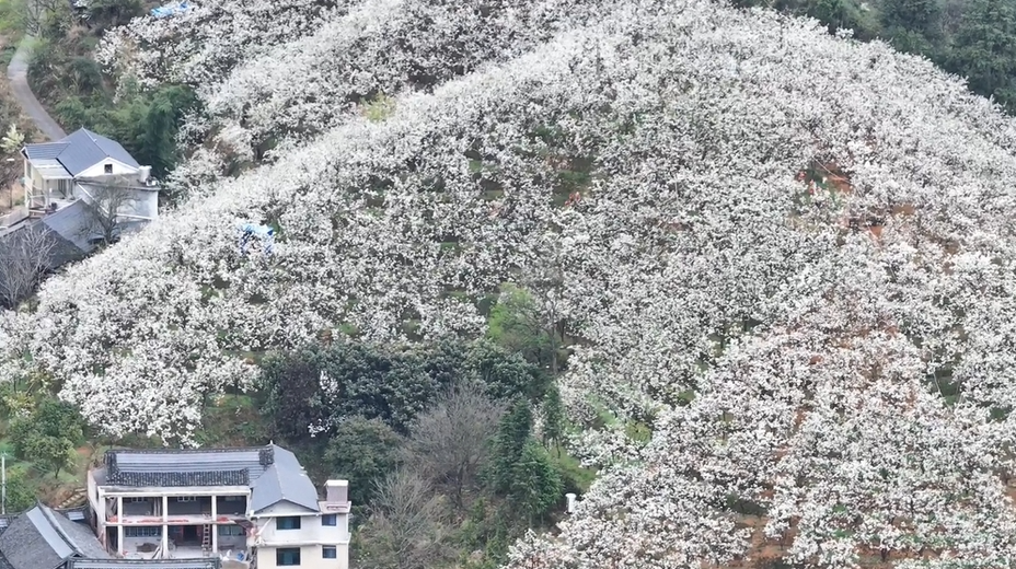 绥宁茶冲村：漫山遍野梨花开，游人踏青赏花来