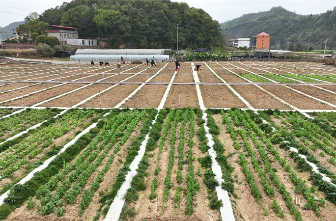 邵阳县梅子院村：“共享菜园”开启生态农业新模式，为乡村振兴注入新活力