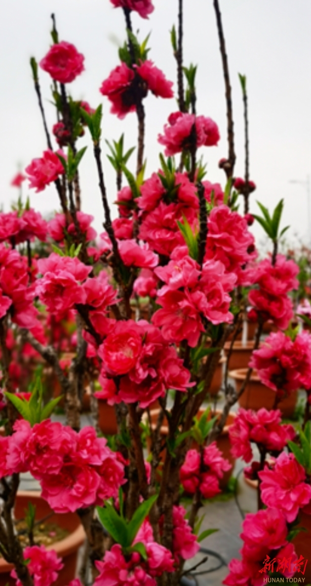 桃花朵朵开② | 【梦玲珑】霞绡叠影春深浅 一枕玲珑梦未休