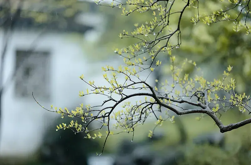 听风听雨过清明  长沙今天阴天有小雨，假期后两天多云或晴