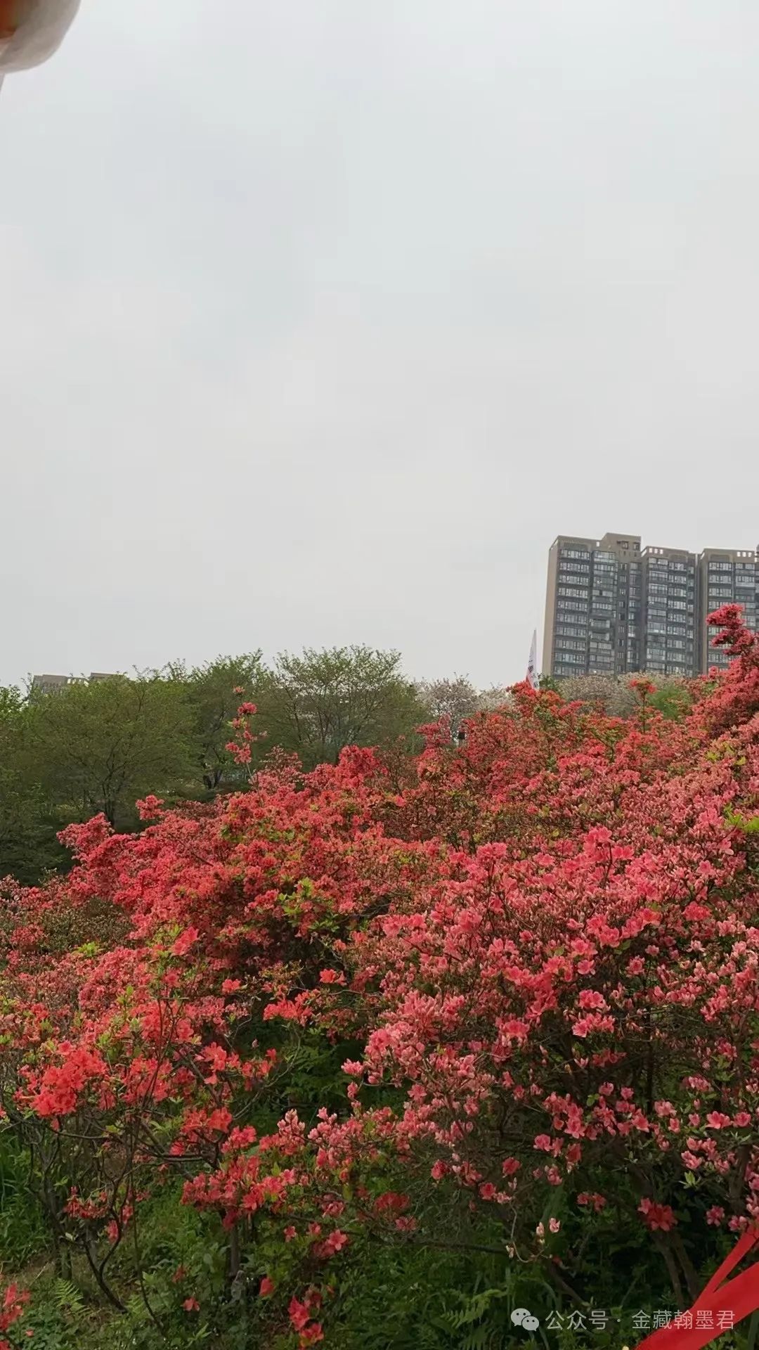 清明赏樱