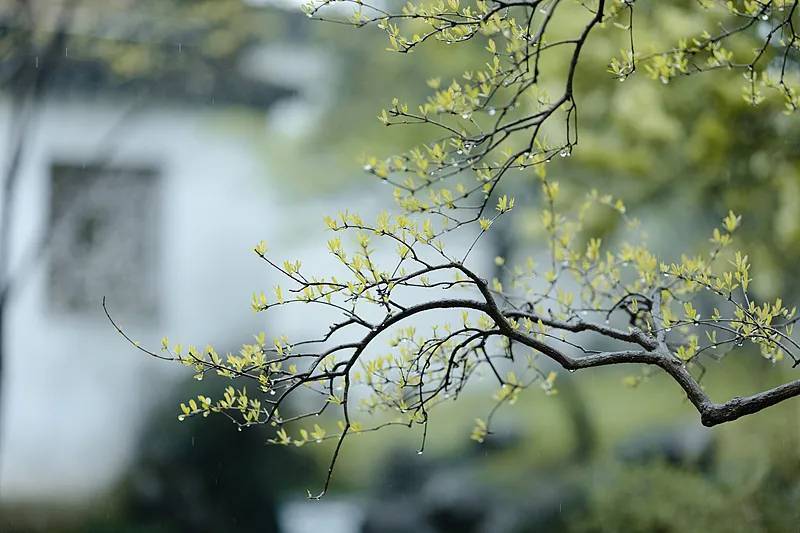 今日清明，要做這些事！