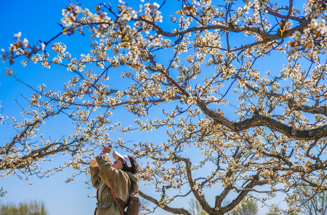 是节气也是节日，清明假期这样过