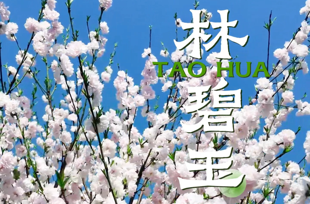 桃花朵朵开③ | 【桃林碧玉】淡粉匀烟凝碧玉 东风裁作武陵纱