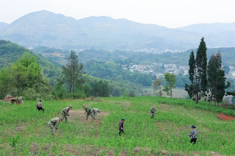 桂阳县：深入田间地头 助力玉竹管护