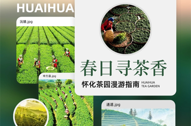 福地怀化·浪漫季｜春日寻茶香，怀化茶园漫游指南→
