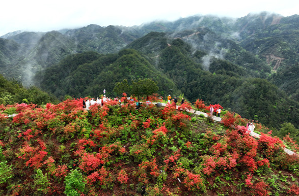 福地懷化·浪漫季│麻陽：杜鵑花似火 游客踏香來
