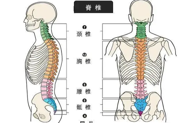 周末·健康丨腰酸背痛頸肩疼怎么辦？這幾組動(dòng)作，在辦公室就能做→