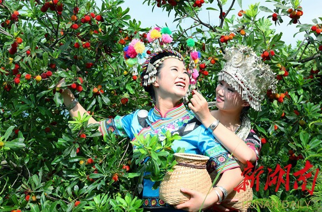 我省唯一果樹種質(zhì)資源共享服務(wù)平臺落戶懷化@湖南日報