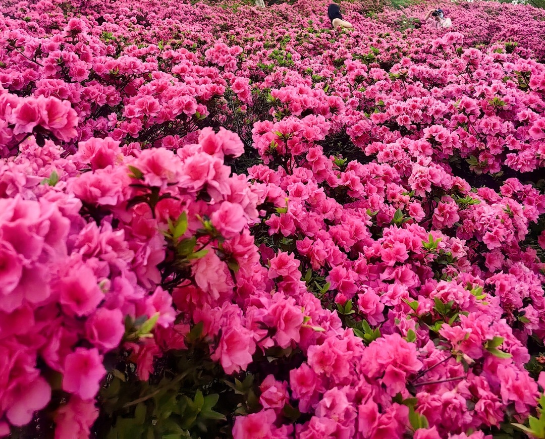 诗歌丨杜鹃花盛开在山坡
