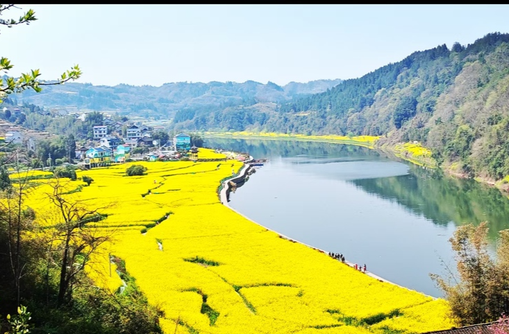 词｜熊福：沁园春·大陂流油菜花海