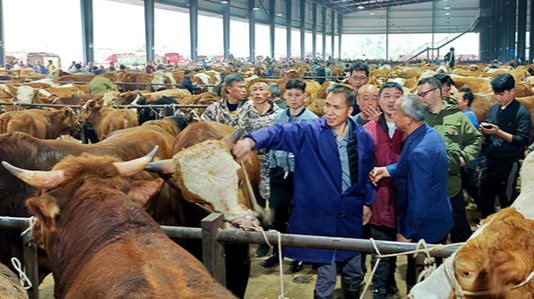Cattle Trading Boosts Rural Revitalization