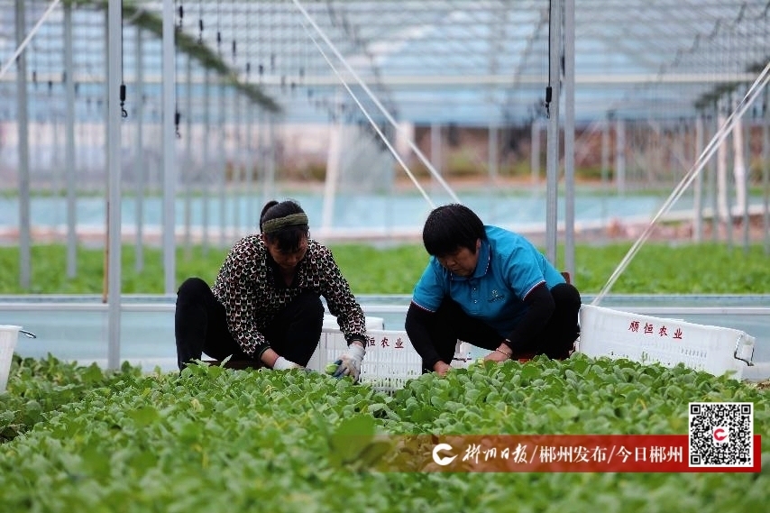 宜章县：智慧大棚让蔬菜四季“不打烊”