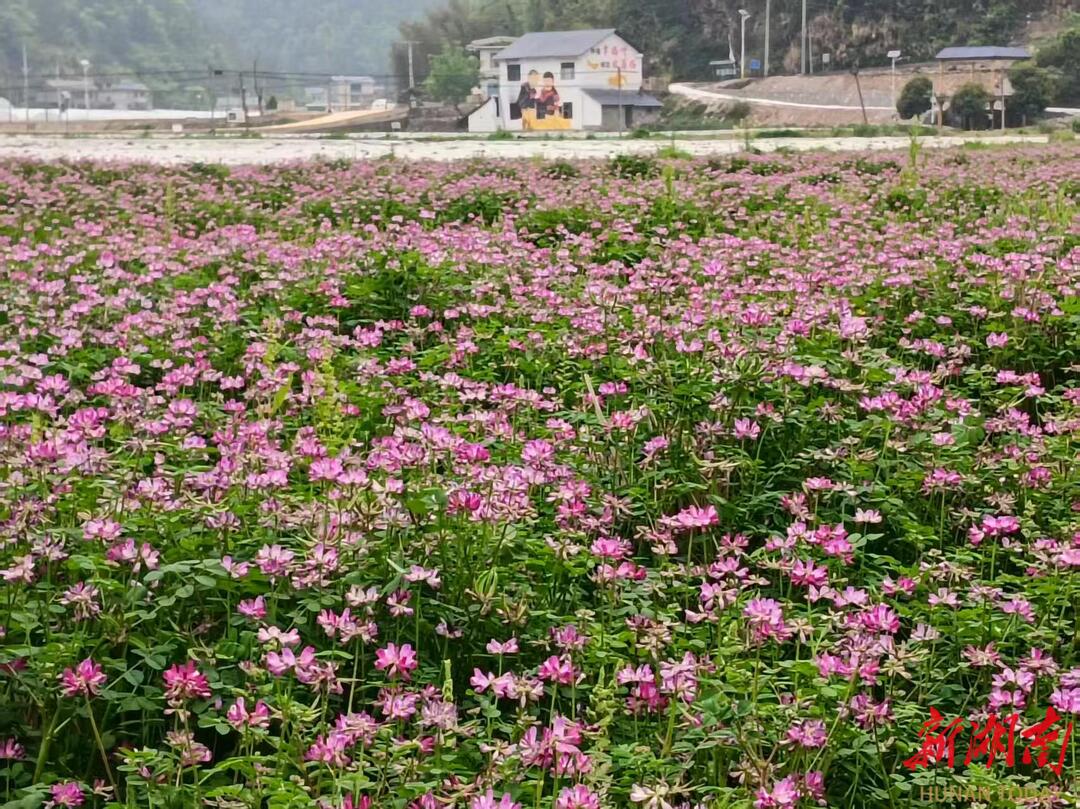 美文欣赏丨野牛湖的紫云英