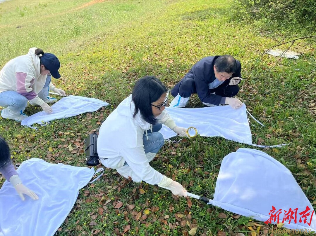 東安縣疾控中心開(kāi)展蜱蟲(chóng)監(jiān)測(cè)與防控工作
