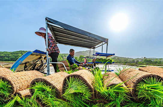 Farmers Busy Sowing Early-season Rice Seedlings in Dong'an County