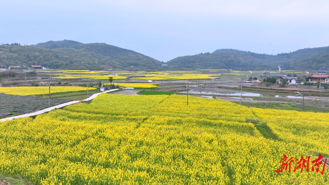 【福地懷化·浪漫季 | 大美懷化】懷化市鶴城區(qū)：高山油菜花綻放春日田園美如畫