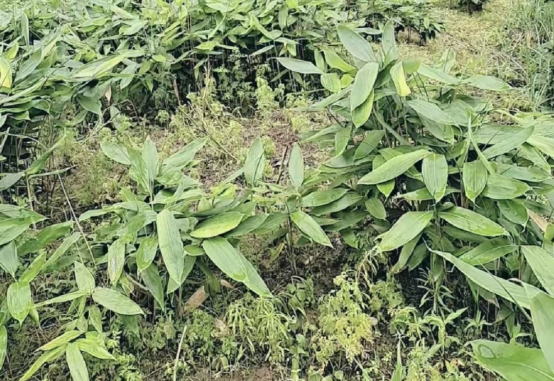 美文欣赏丨粽叶青山马合口