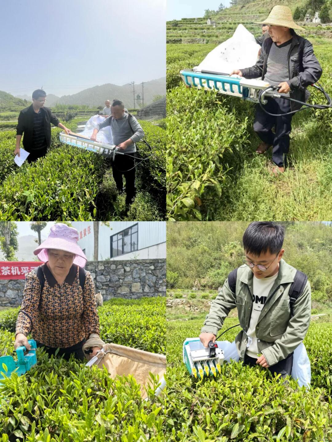 湘西州黃金茶機(jī)采示范現(xiàn)場會(huì)在龍山召開?