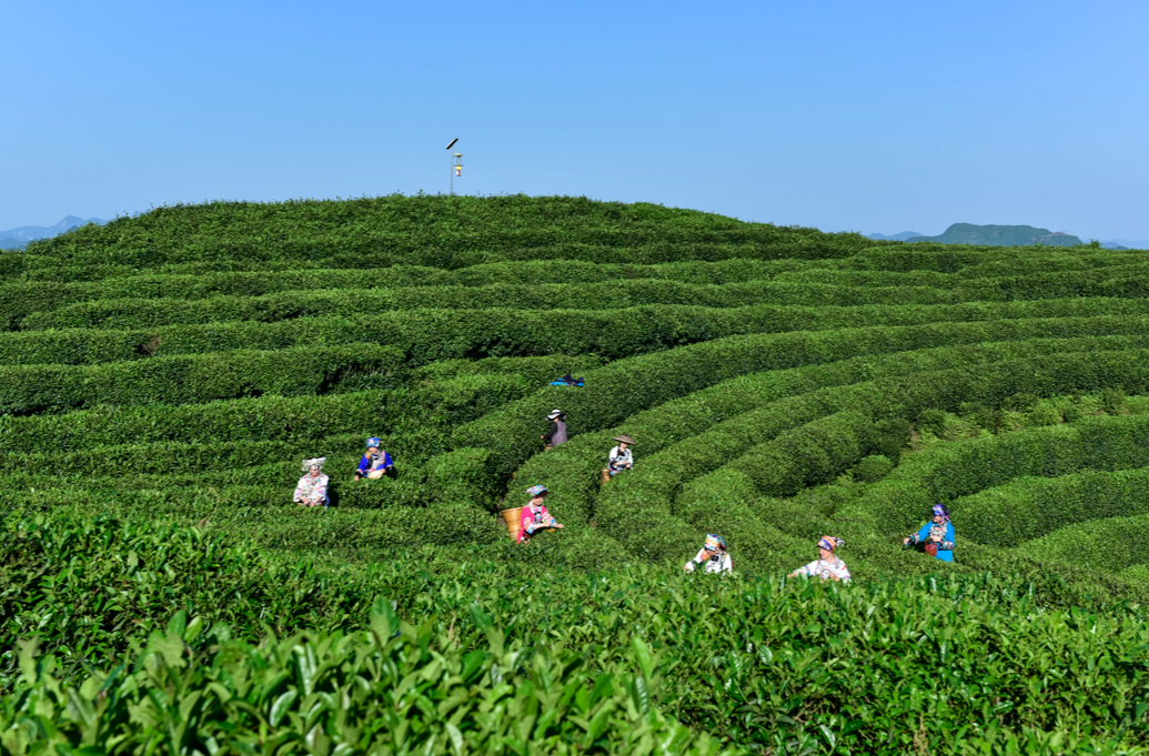 2025茶祖節(jié)暨湖南(古丈)茶文化旅游節(jié)組委會(huì)舉行新聞發(fā)布會(huì)@湖南日?qǐng)?bào)