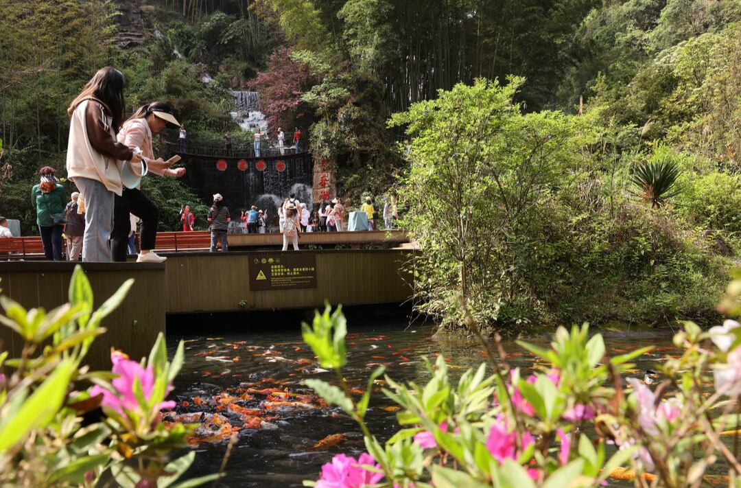 图集丨张家界宝峰湖景区：春意盎然 旅游升温