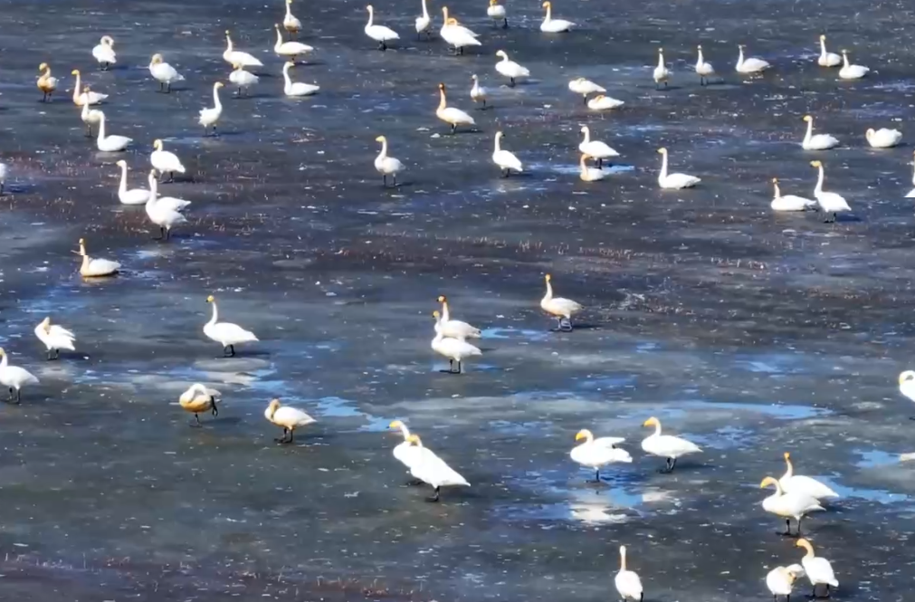 “鳥浪”翻滾！8萬(wàn)候鳥開啟春日度假模式