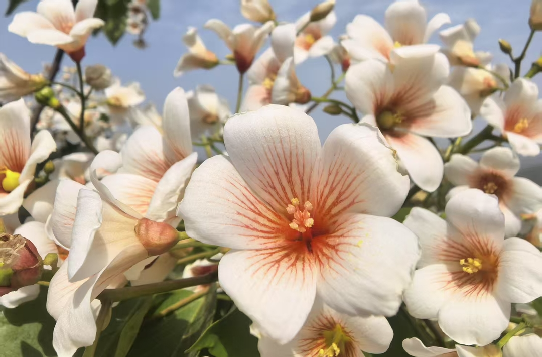 詩 | 彭悅：湘西桐花吟