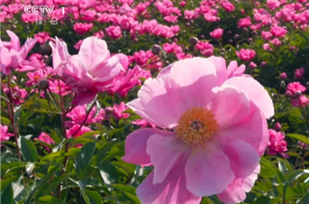 观点头条丨同频自然节律 品鉴季节之美