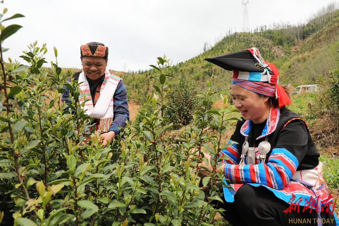 新田：谷雨茶葉采制忙 瑤鄉(xiāng)古韻煥新機
