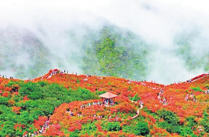 省植物园、烈士公园、大围山国家森林公园……周末走起，这些地方杜鹃盛放了