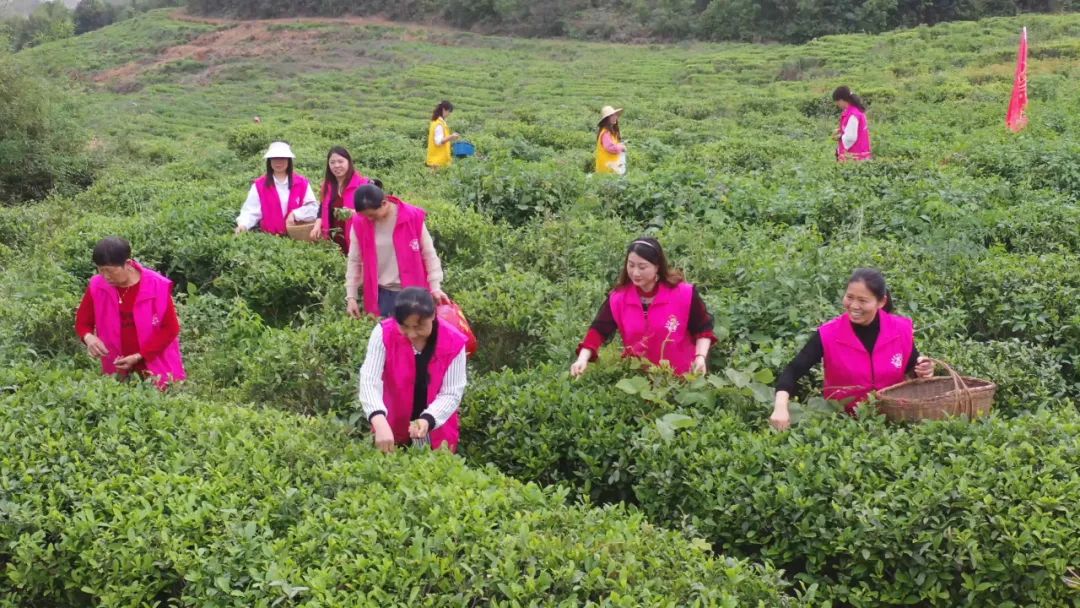 嘉禾县岐峰村：富硒绿茶采摘忙 生态茶园促增收