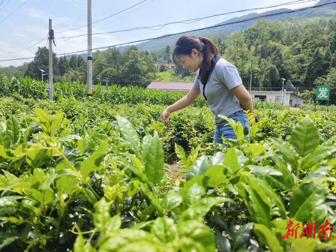  美文欣赏丨莓茶香漫官地坪