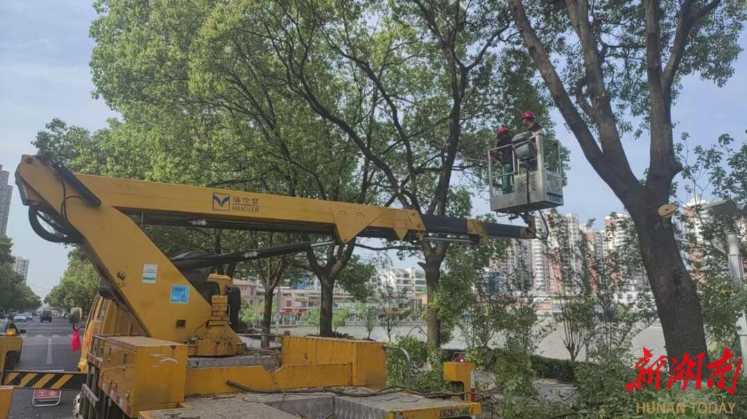 南县：清运21吨树枝，为道路“减负”