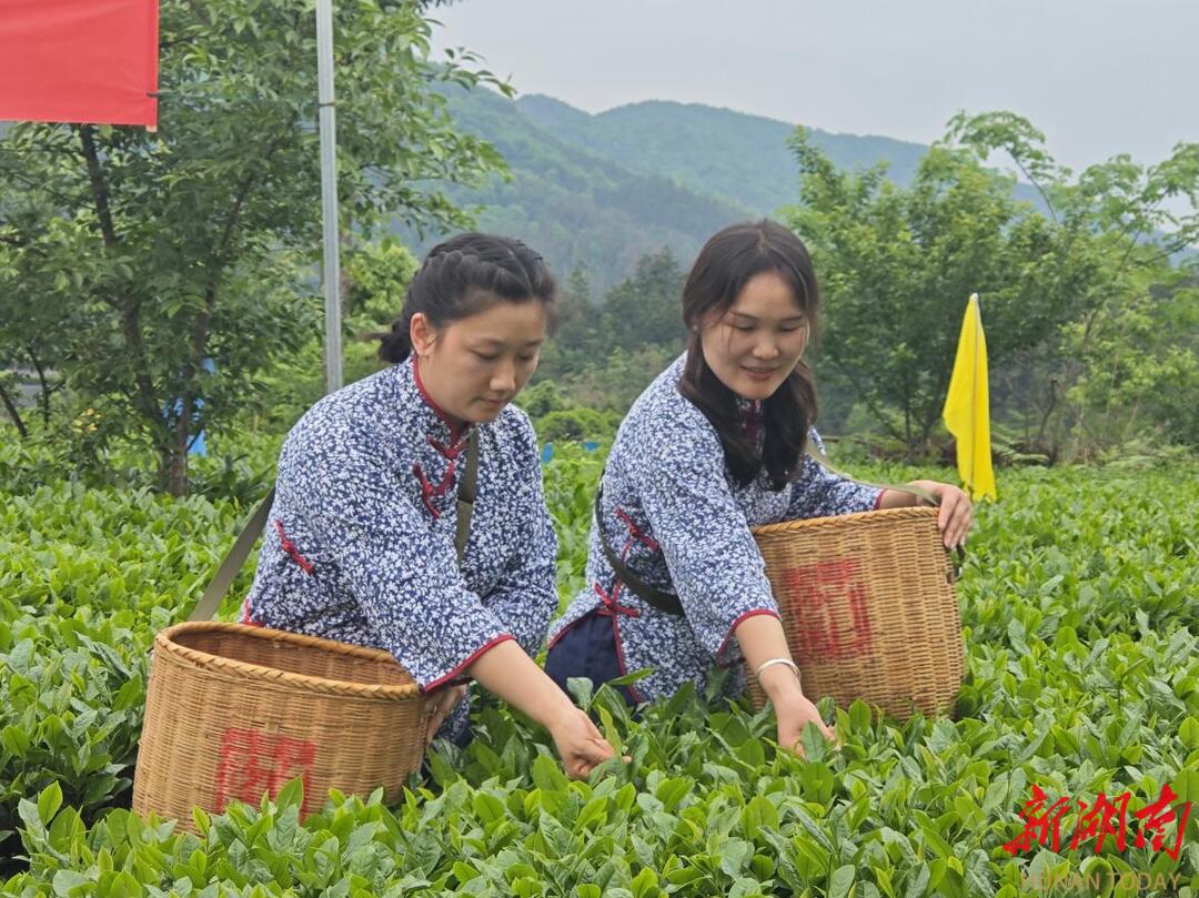 白沙溪緣何連辦九屆采茶節(jié)？答案藏在云霧繚繞的有機(jī)茶園里