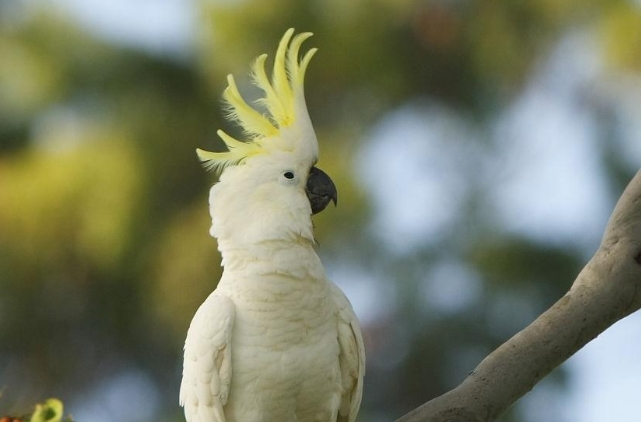 Self-sustaining Wild Population of Crested Ibises Formed in Hunan