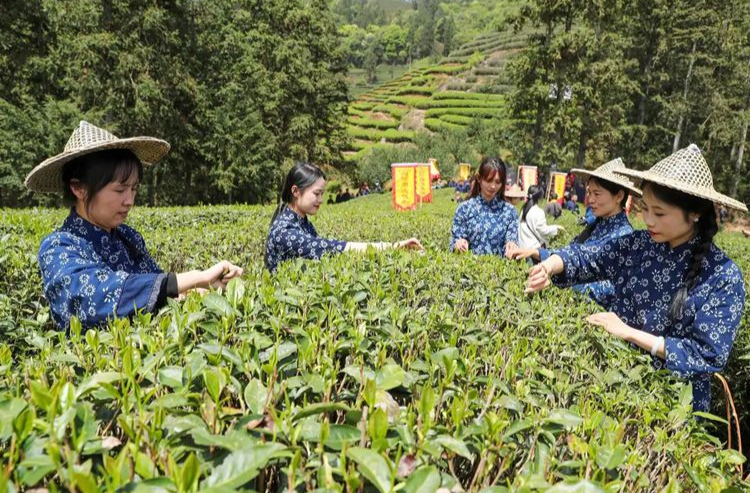 何以中国丨一茶兴百业